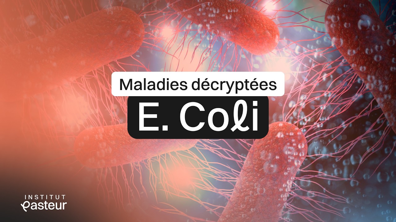 Escherichia Coli : causes, modes de transmission, symptômes, prévention | Maladies Décryptées
