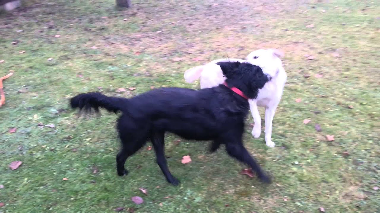 Hunde spielen miteinander