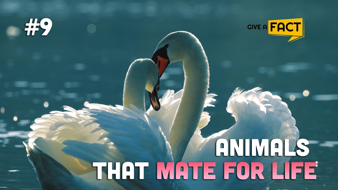 Can You Be More Faithful Than These 13 Most Faithful Animals? | Animal Facts
