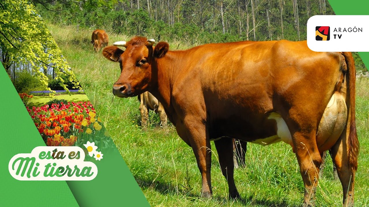 Vacas pasiegas en peligro de extinción