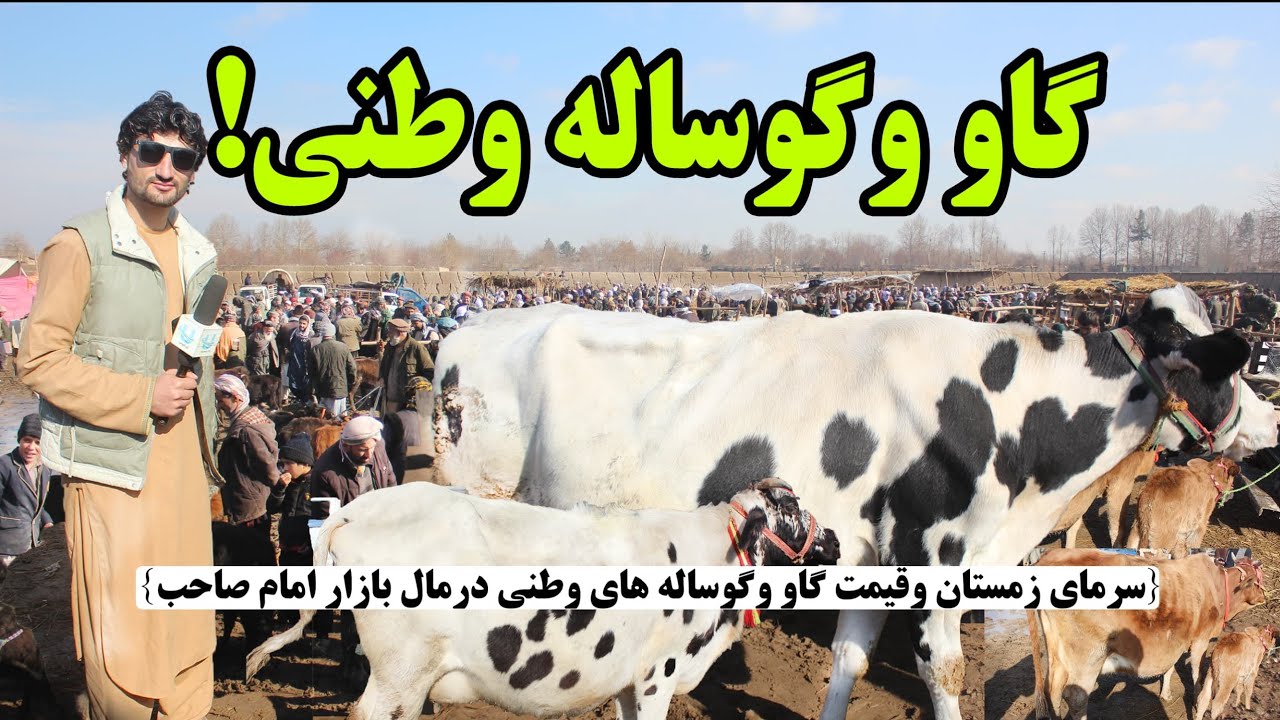 قیمت گاو و گوساله در فصل زمستان؛ مال‌بازار ولسوالی امام‌صاحب | Winter Cow & Calf Market Prices