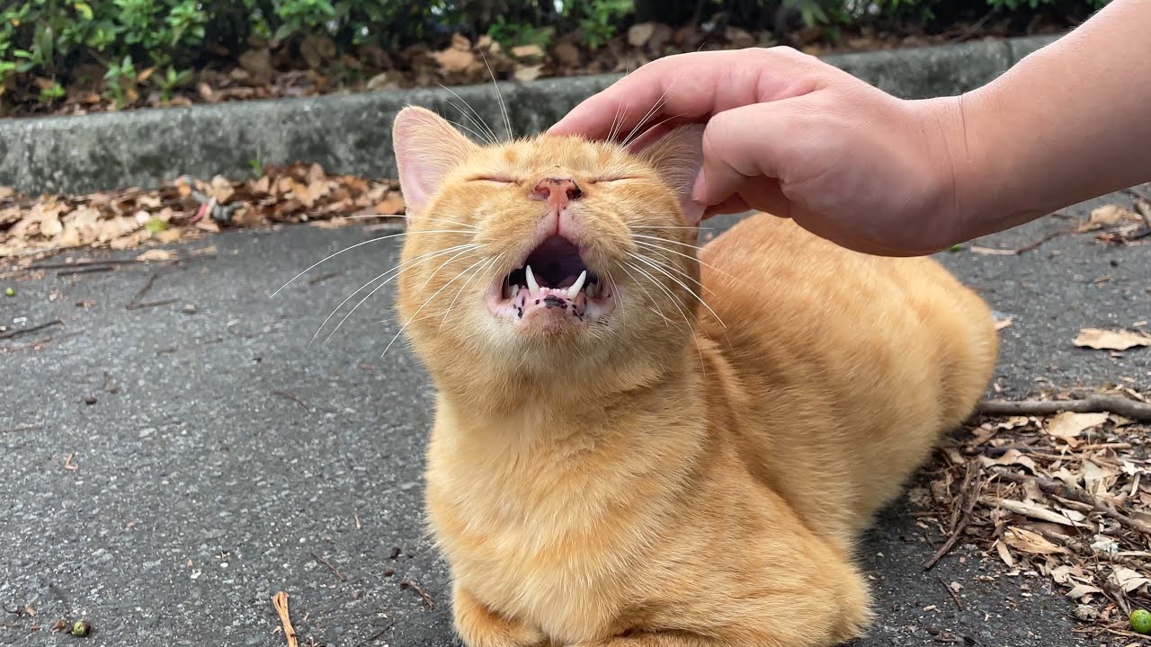 久しぶりに会えたナデナデ大好きなお喋り茶トラ猫さんを念入りにマッサージさせて頂いた