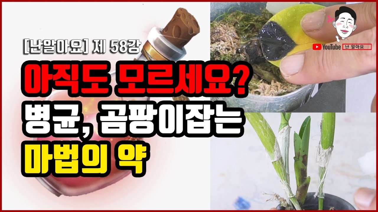 병균, 곰팡이 이제 멈춰!! 여러분이 몰랐던 난초 병균과 곰팡이를 제거하는 완전 꿀팁 방법 공유합니다 - '난 알아요' 제 58강