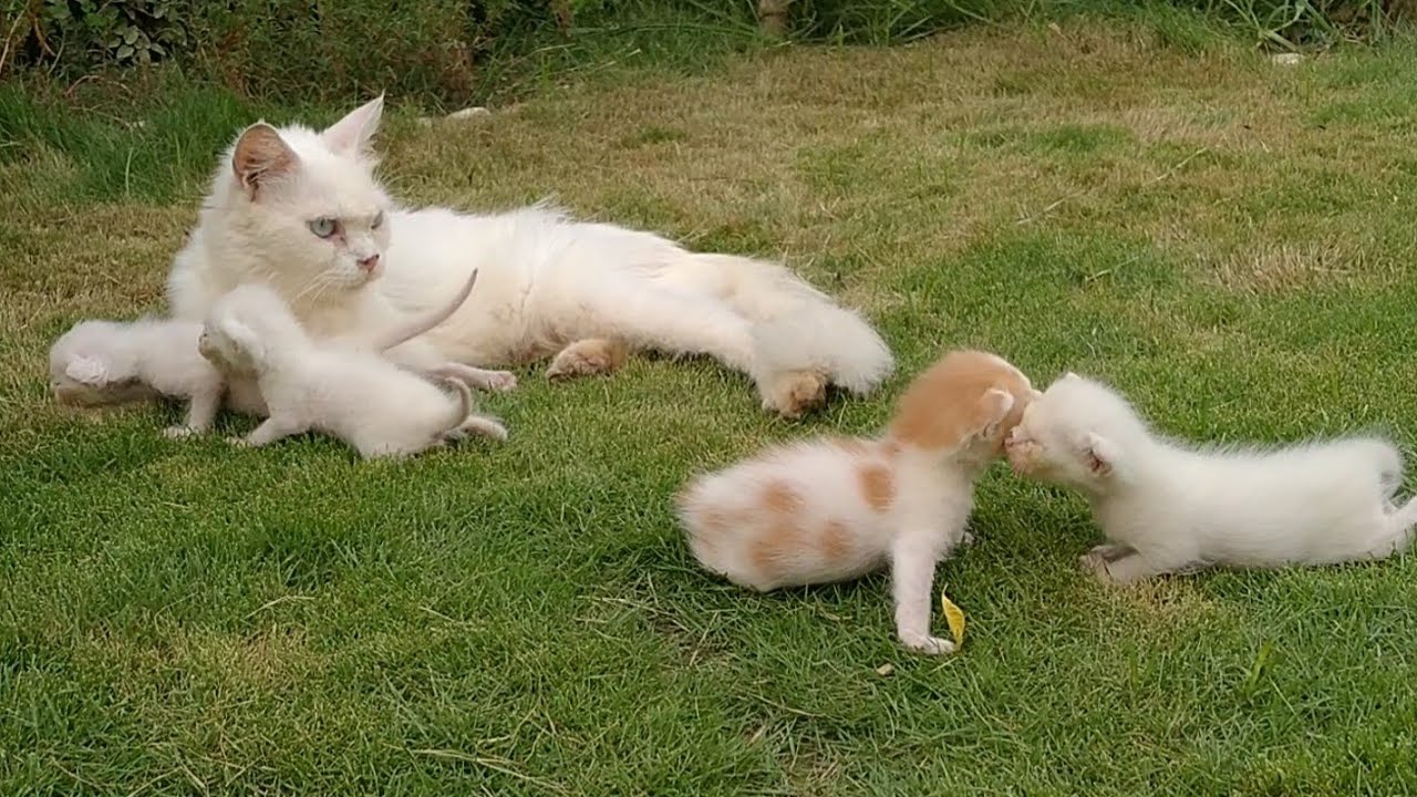 Baby Kittens Crying For Milk But Mother Cat Running Away From Them