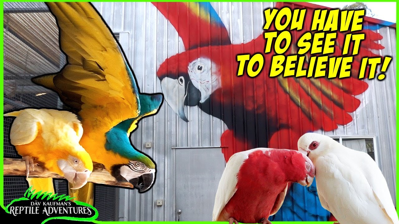 THE GREATEST PRIVATE PARROT AVIARY YOU'VE EVER SEEN!