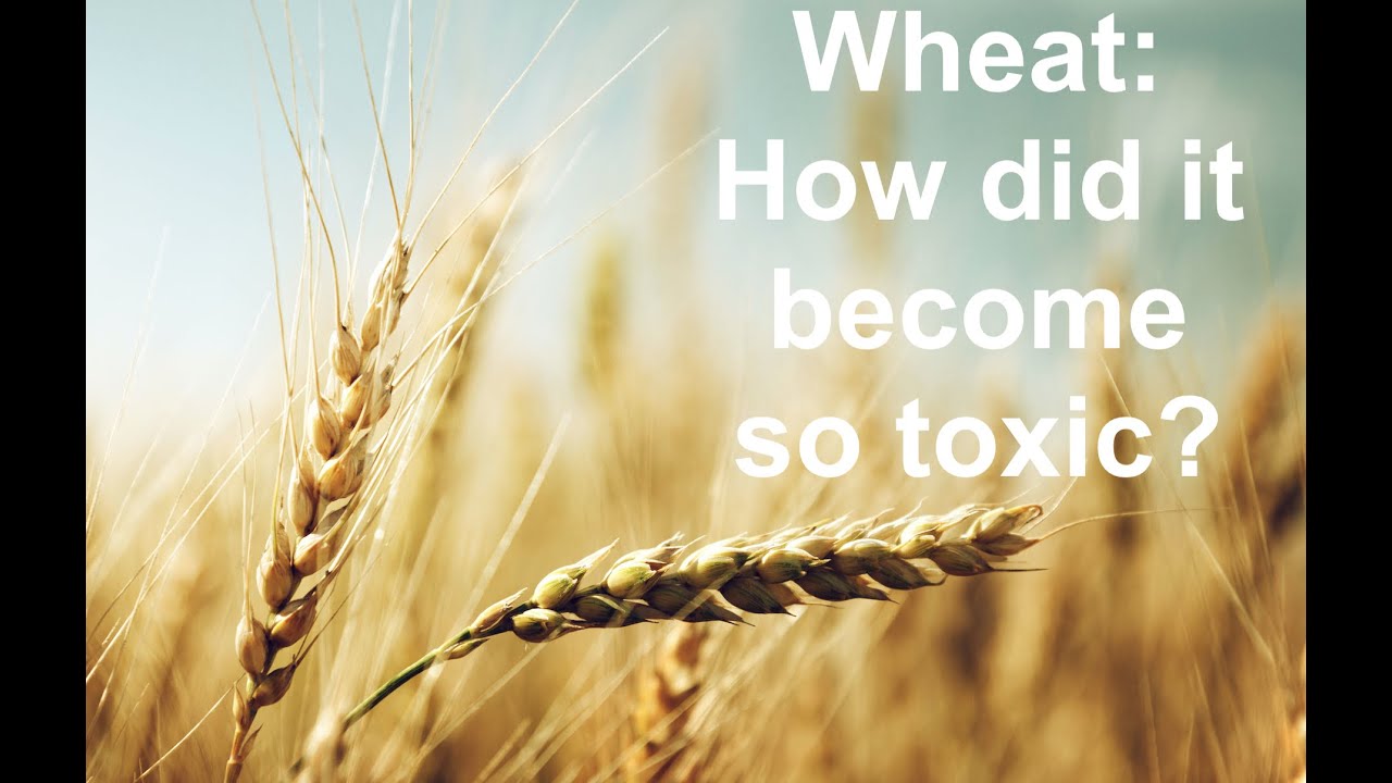 Wheat: How did it become so toxic?
