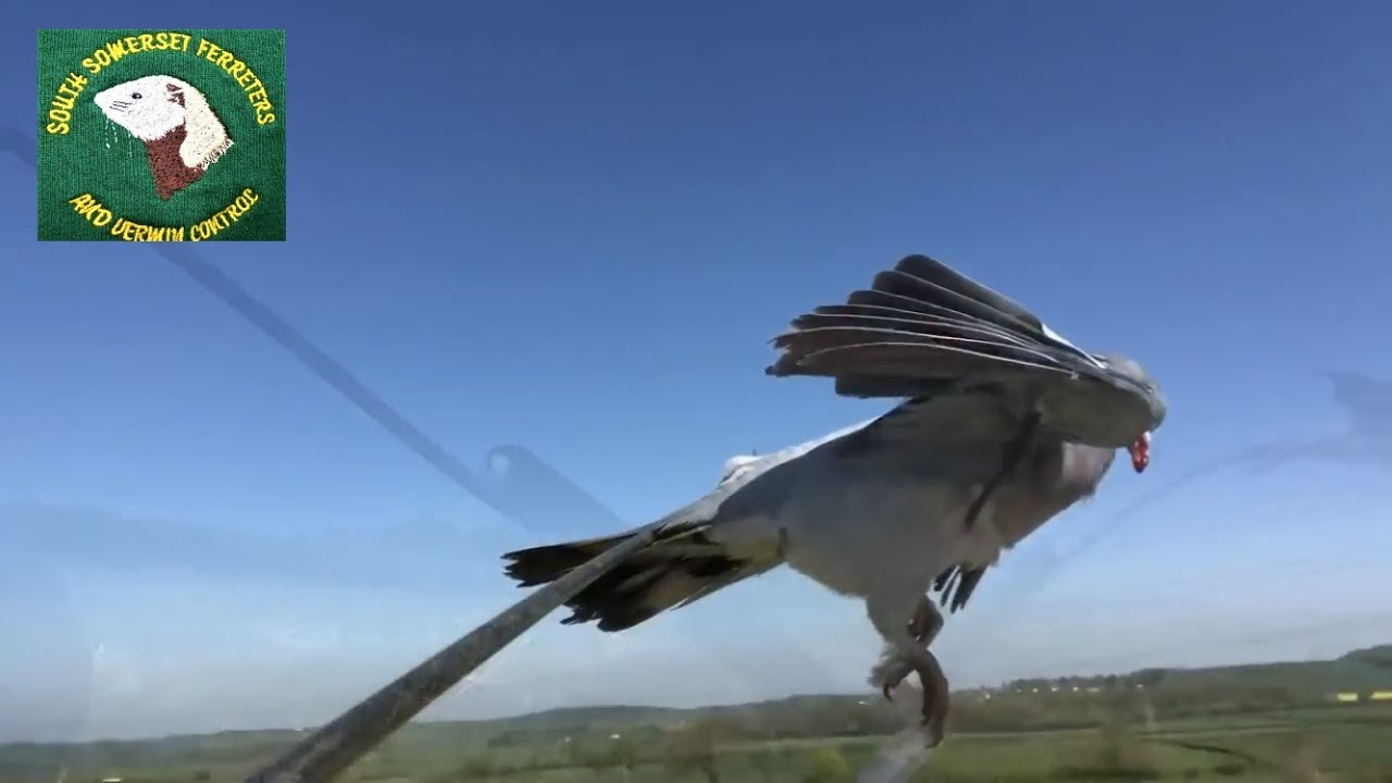 Pigeon shooting- fast action action action !!