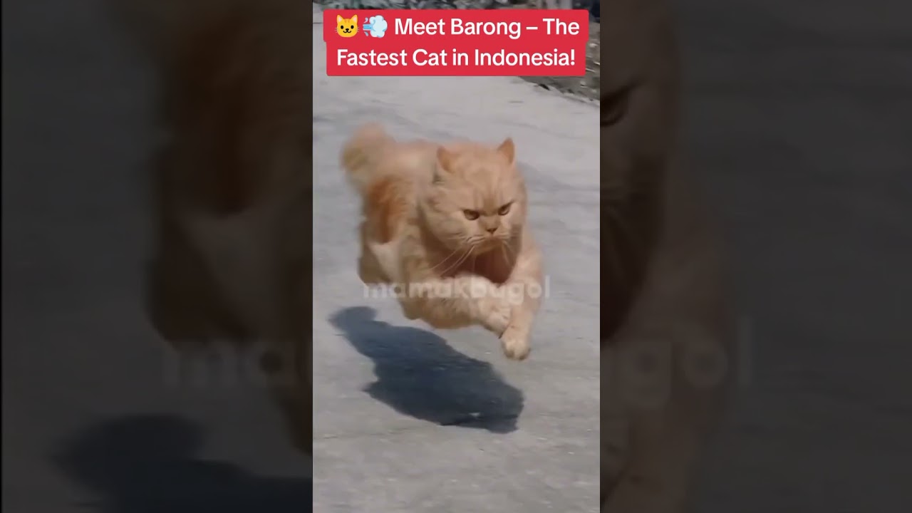🐱💨 Meet Barong &ndash; The Fastest Cat in Indonesia! #Shorts