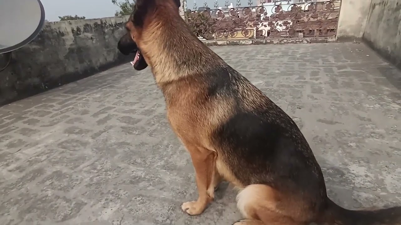 German Shepherd female pregnancy fisrt day to last day #puppies #pregnancy