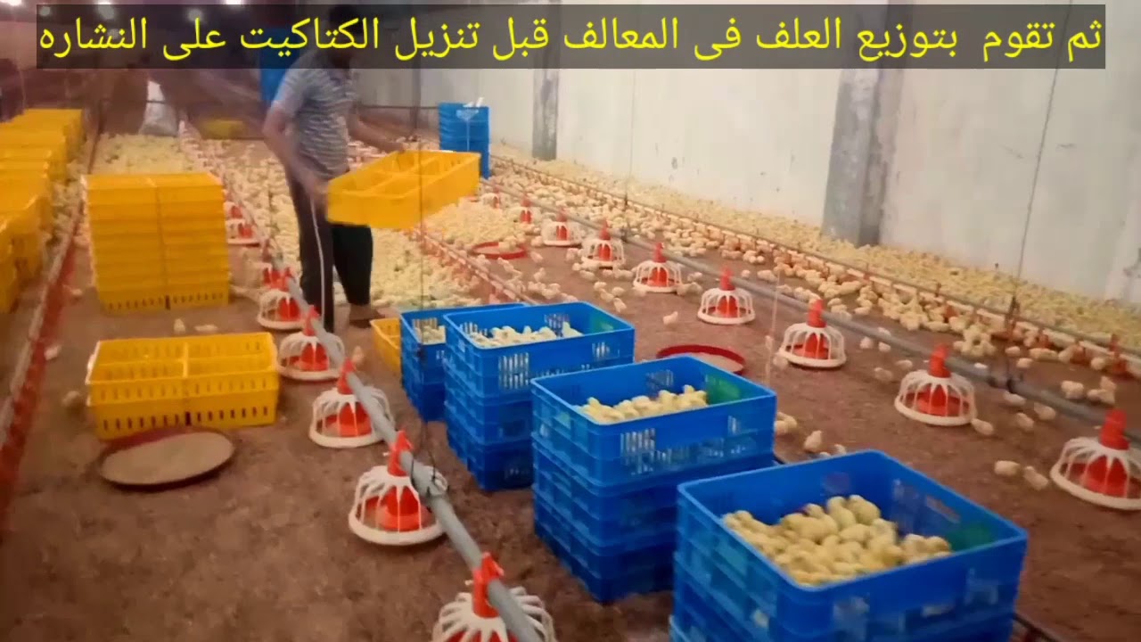 طريقه استلام الكتاكيت وادوية استقبال الكتاكيت