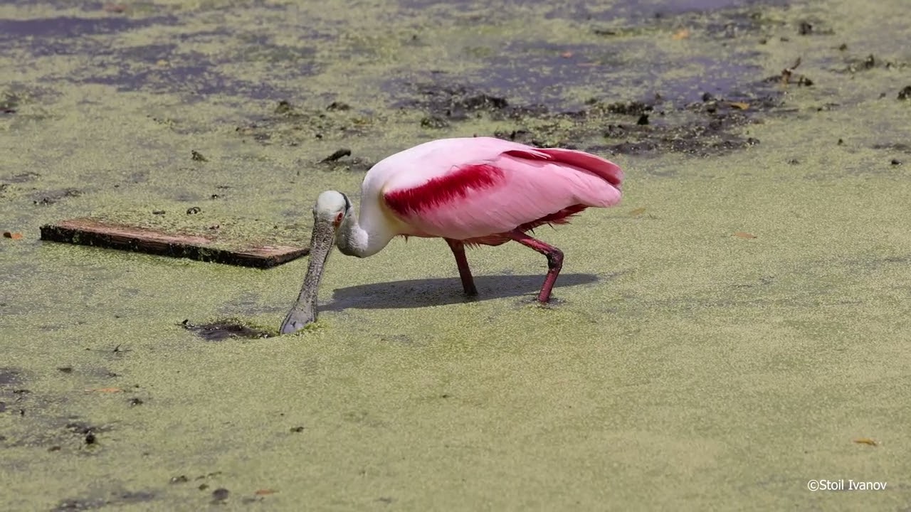 Roseate Spoonbill