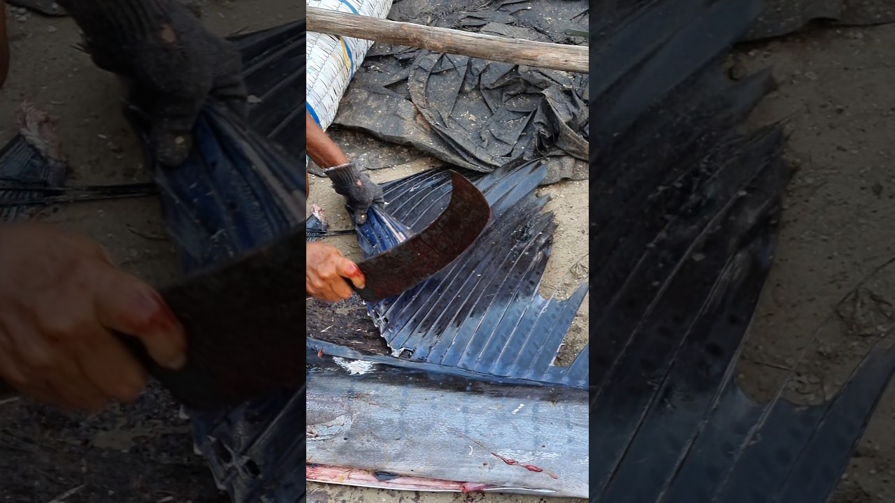 Amazing Sailfish wings cutting #shorts #sailfish #fishing #reels #fish #fyp #bigfish #fishcutting