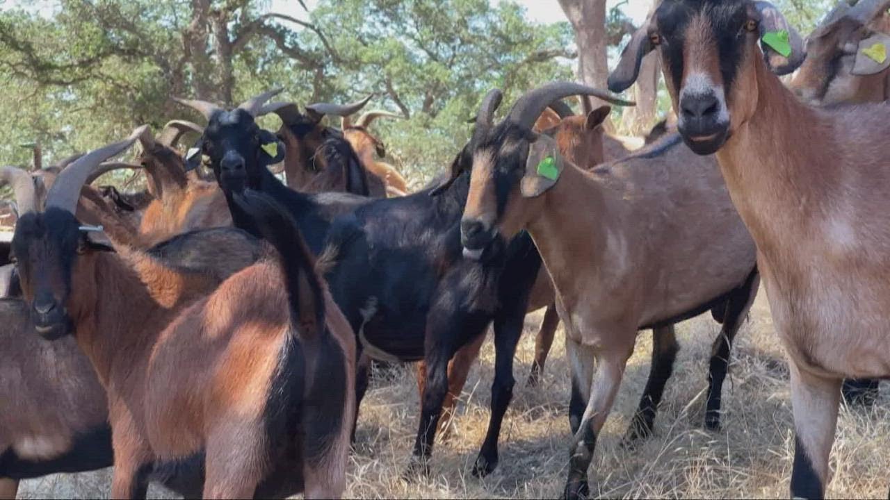 Goats helping with wildfire prevention in Placer County