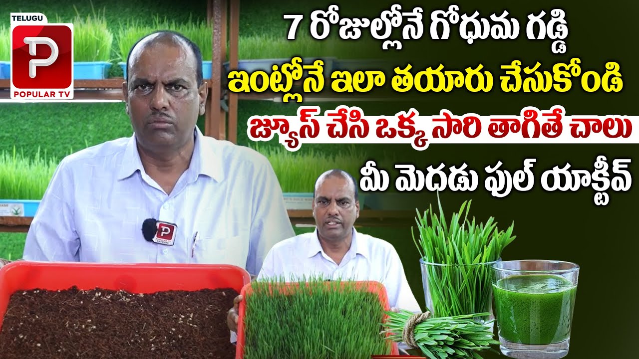 7 రోజుల్లోనే గోధుమ గడ్డి | Wheat Grass Juice Making Video | Nature's Gold | Telugu Popular TV