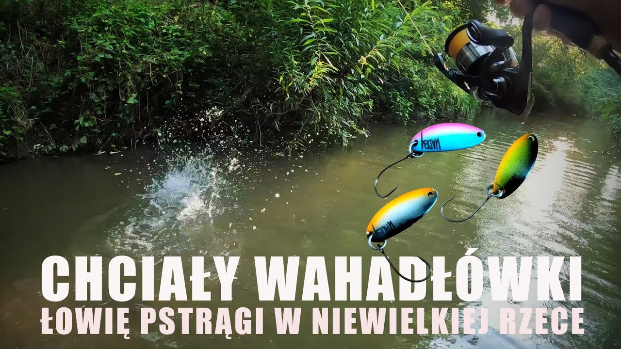 Chciały wahadłówki - łowię pstrągi w niewielkiej rzece