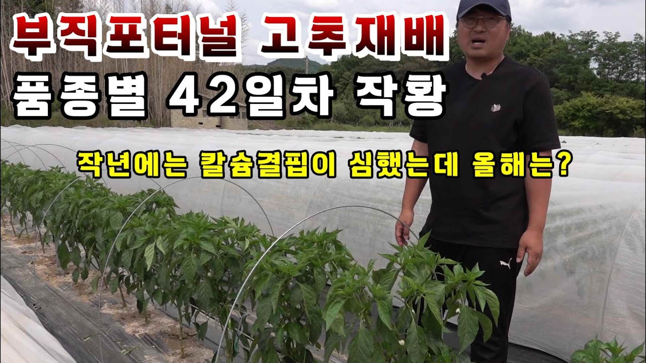 부직포터널 고추재배 품종별 42일차 작황