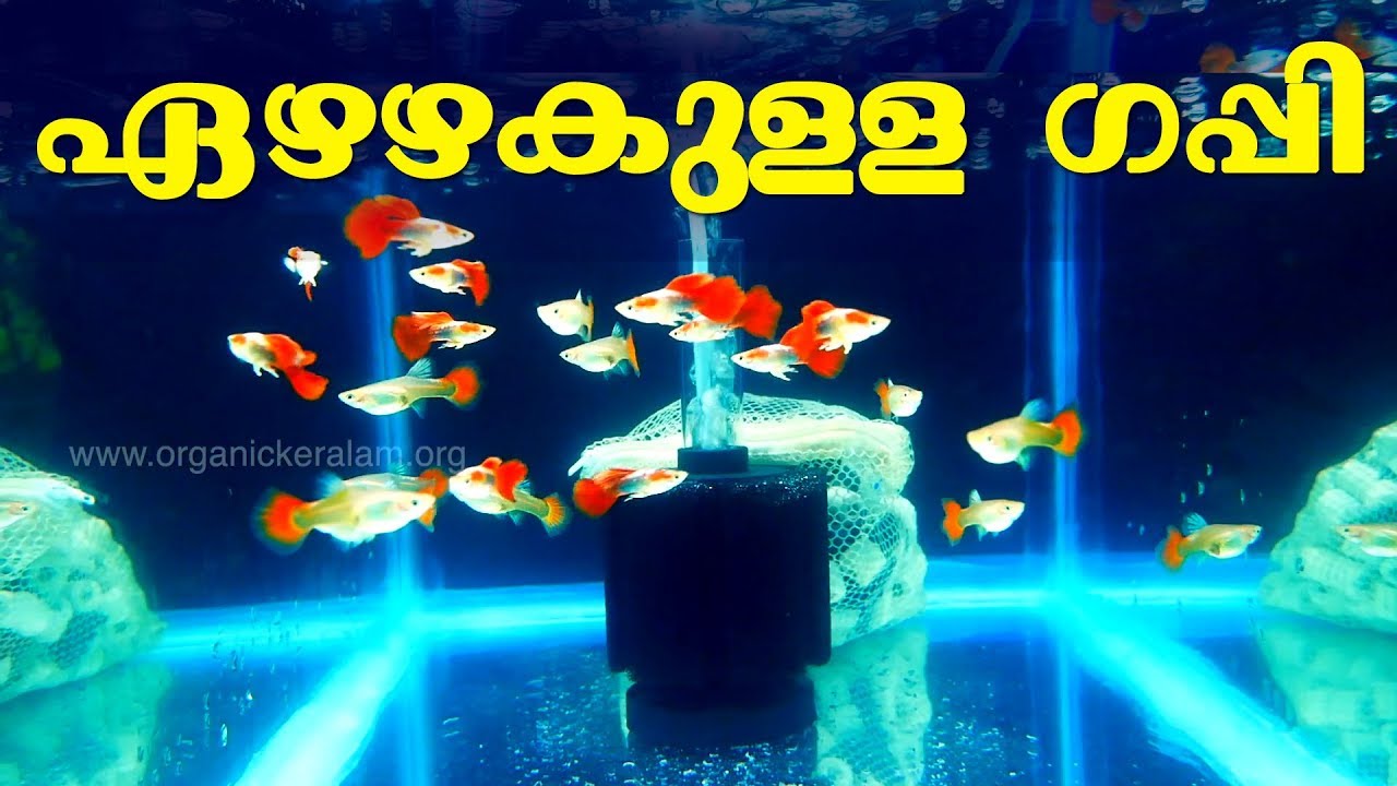 Guppy farm | Malappuram | ഗപ്പി - ബ്രീഡിങ്ങ്‌ ജോഡിയെ തെരഞ്ഞെടുക്കുമ്പോള്‍ ശ്രദ്‌ധിയ്‌ക്കേണ്ടത്‌