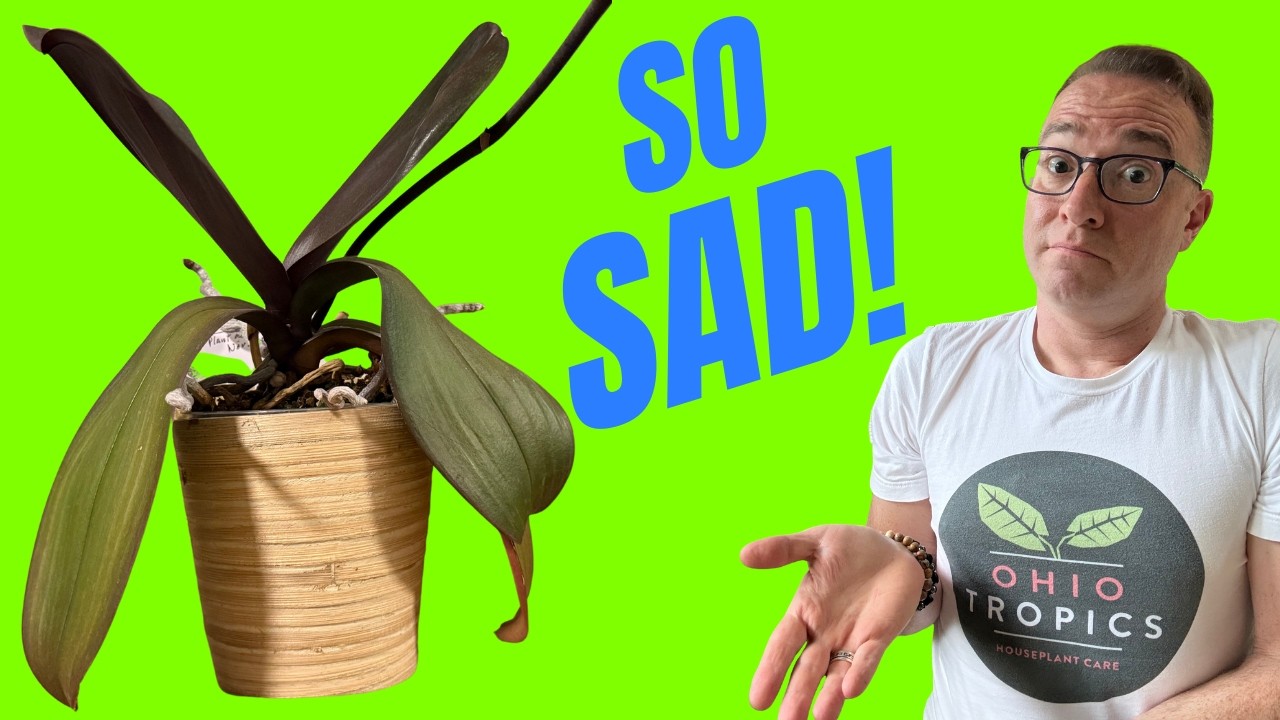 Droopy Orchid Leaves? Here's What Your Plant is Telling You
