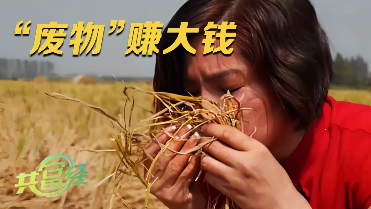名利双收，她用农业废弃物赚取千万财富！水稻秸秆、芦苇等废弃物竟意外成为建筑材料，不仅卖价高，而且很环保! |「共富经」20231105