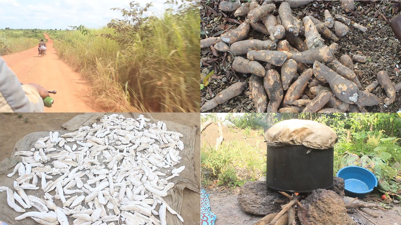 BOTALA OYO EZAKOLEKA NA KINGAKATI NA KONGO CENTRALE  VILLAGE KISONGA SONGOLOLO  ESALI PASI PE MAWA
