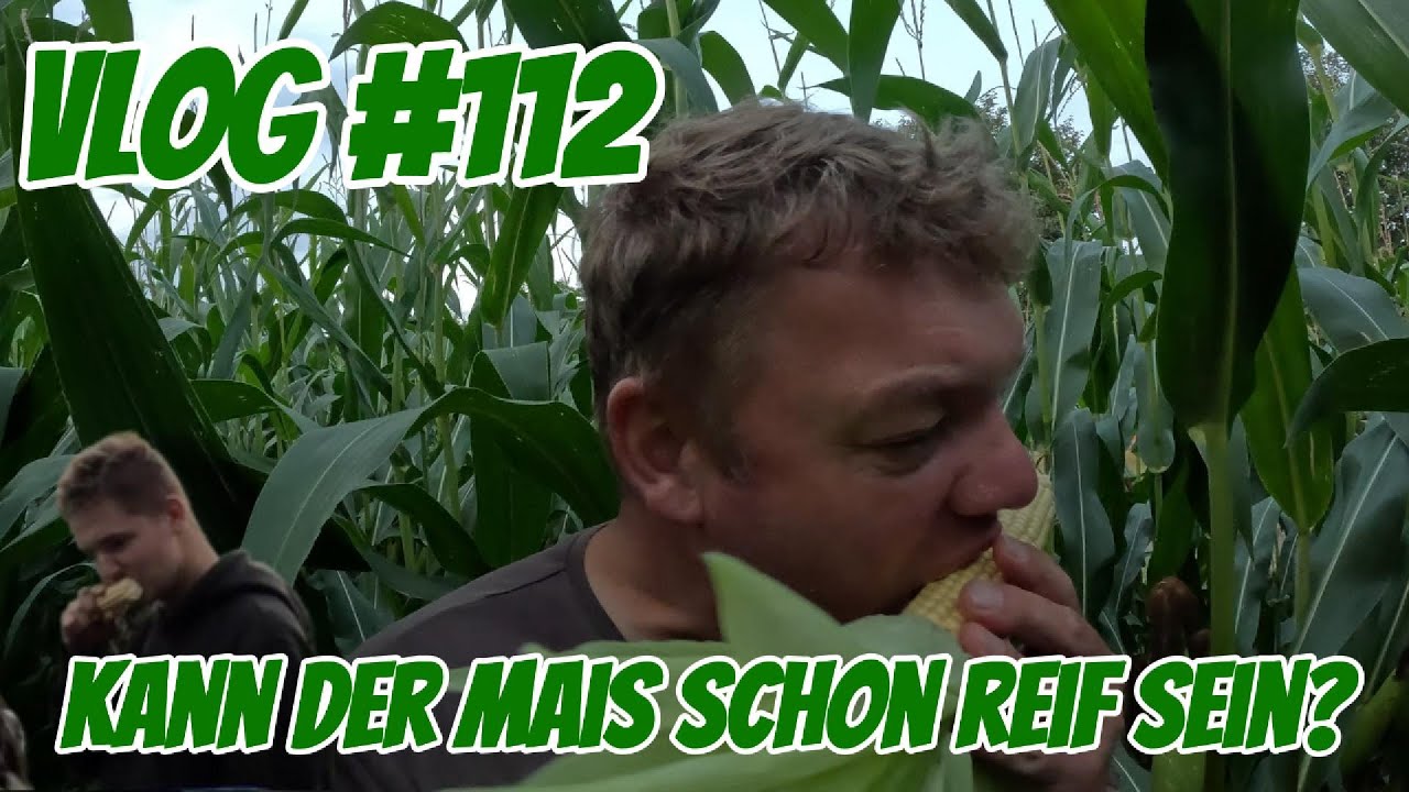 Farm-Vlog #112 Kann der Mais schon reif sein?