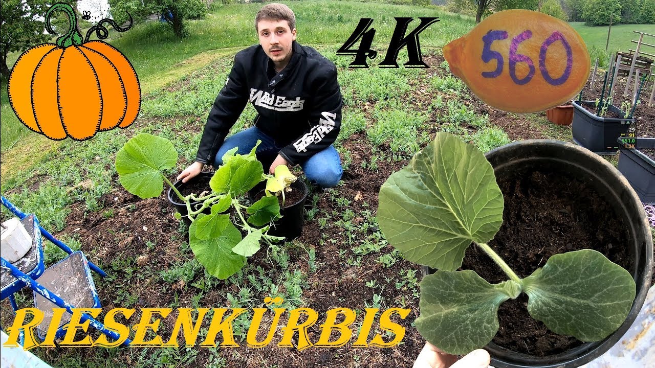Die Riesenkürbis Vorzucht 4K Videoanleitung - Vom Kern zur Pflanze bis in´s Freiland
