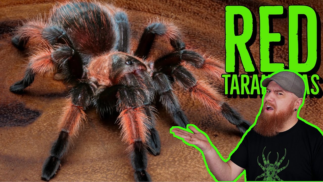 Top 10 RED Tarantulas that YOU NEED!