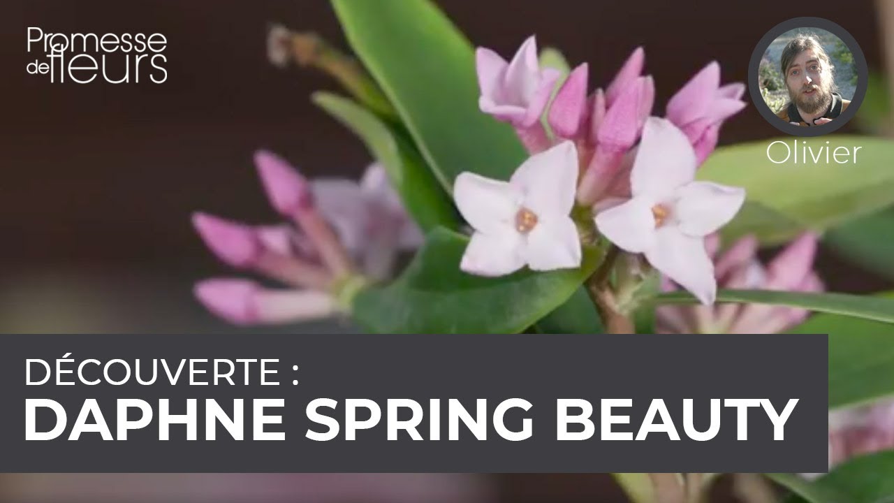 Découverte : le daphné spring beauty