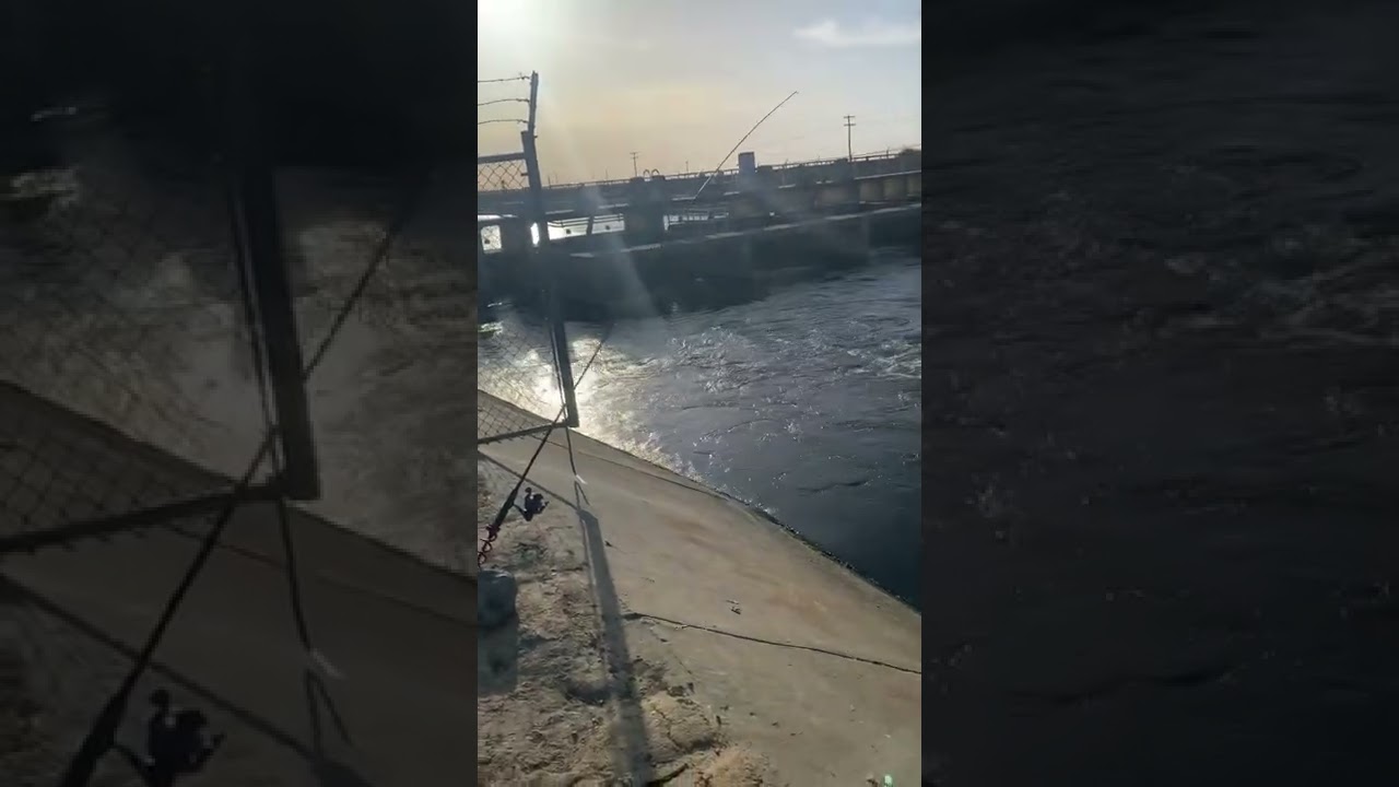 Delta Mendota Canal: Striper!