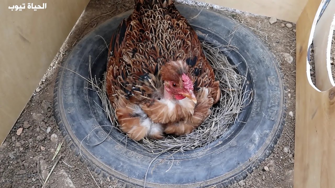 I made a small house for the hen, to protect her and her young from the cold and rain