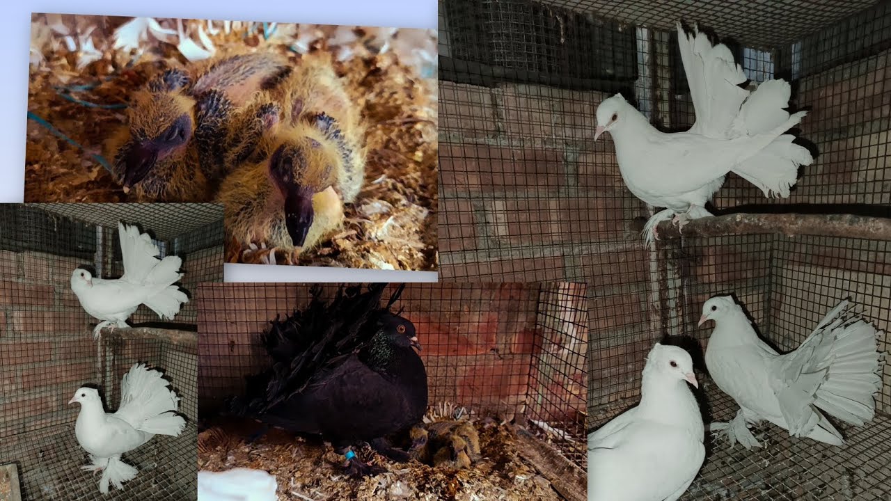 Fency pigeon baby 🕊️ সাদা লক্কা 🦜🕊️#youtube #birds #highlights #pigeonlove #minivlog #pets #parrot 