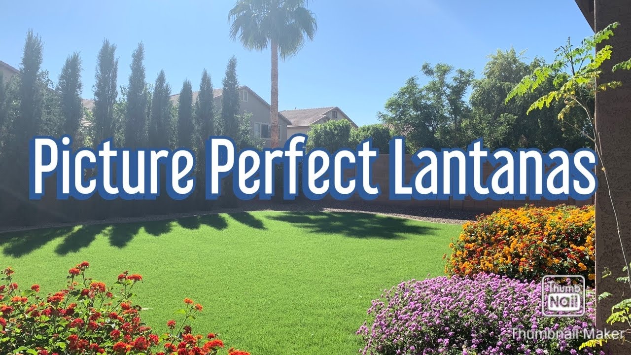 How to get Lantanas looking their Best!

#lantanas #howto #seasonalcare