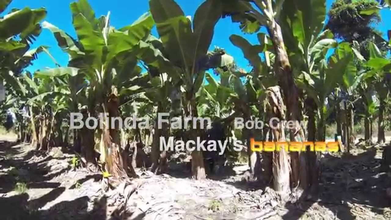 Banana Farm Tully Australia (Paddock) #gopro