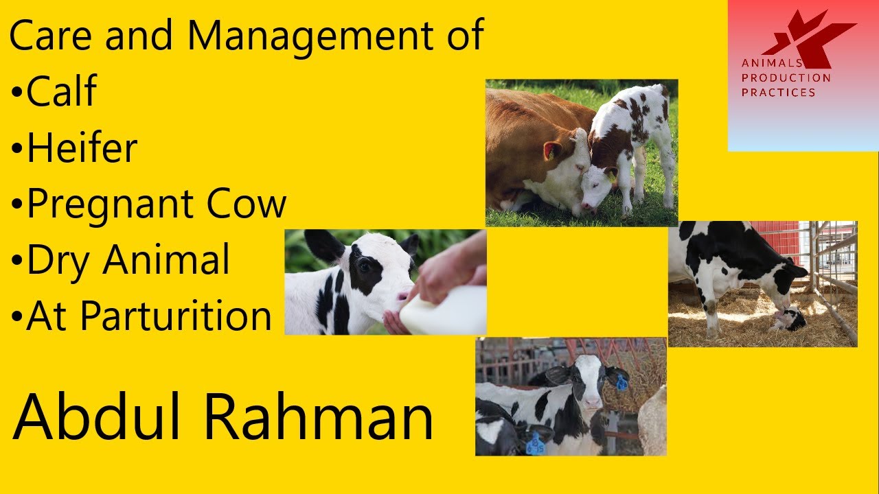 Care and Management of Cow | Calf |Heifer | Pregnant Cow | livestock farming