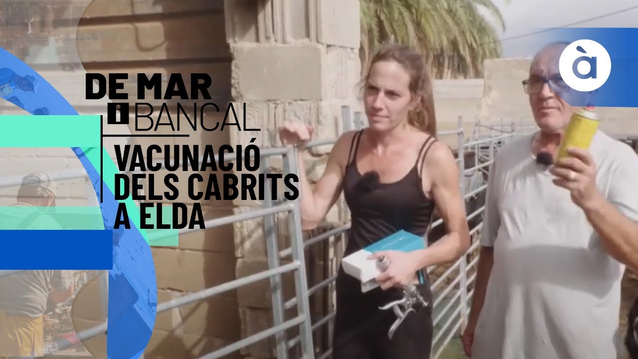Vacunació dels cabrits a Elda - De mar i bancal