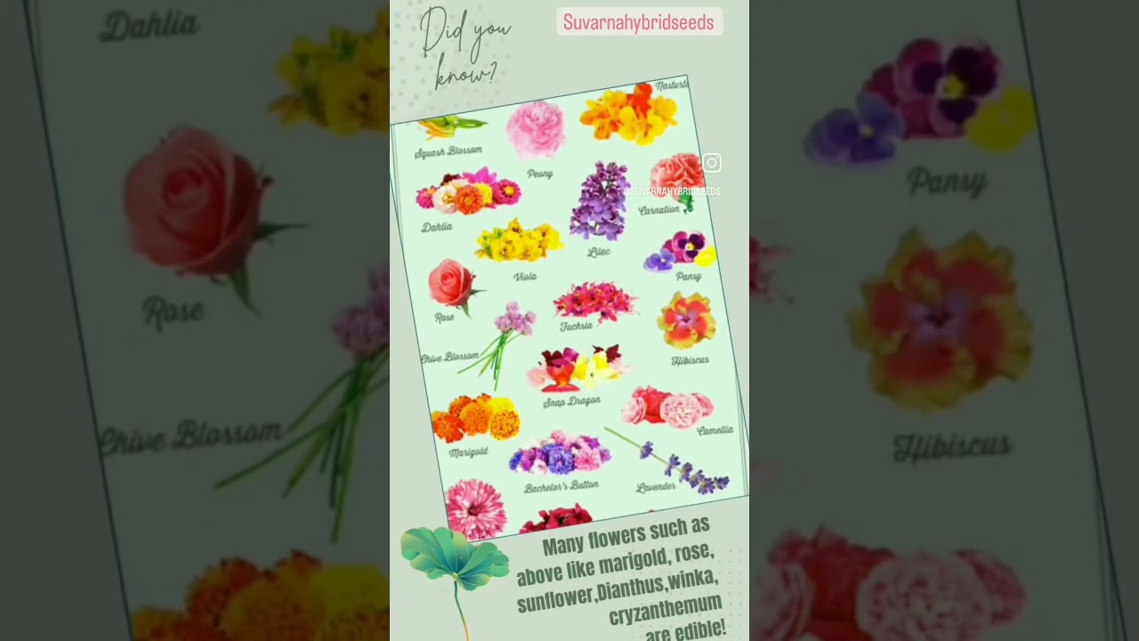 Which are the edible flowers?#edibleflowers #healingflowers #seeds #seedsonline #flowerseedkit #joy