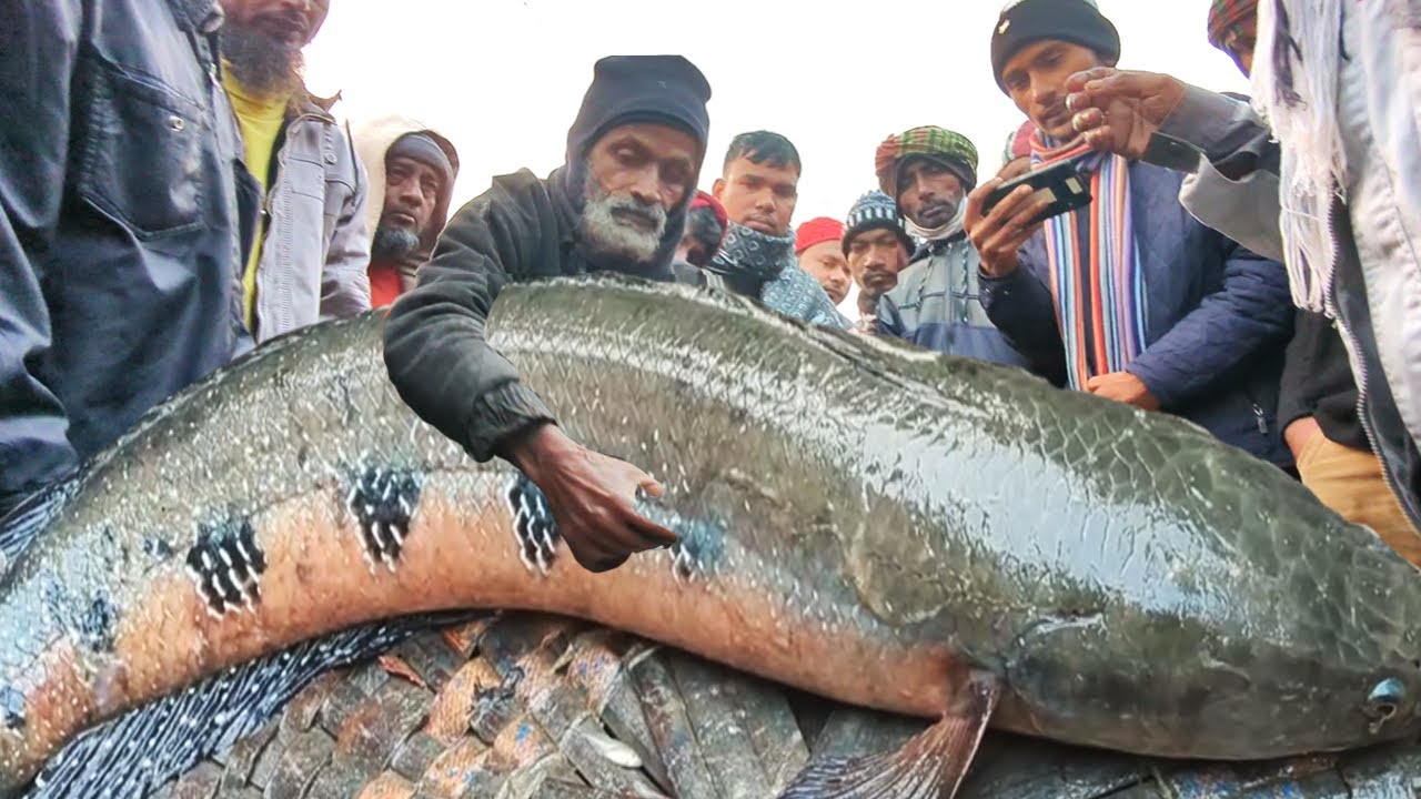 ভাগ্যে থাকলেই মিলে!! বছরে দু একবার পাওয়া যায় এই রকম বিলের দেশি মাছ | dhaka dohar dubli bazar