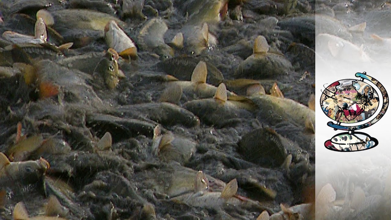 Europe's Worst Ecological Disaster Since Chernobyl (2000)