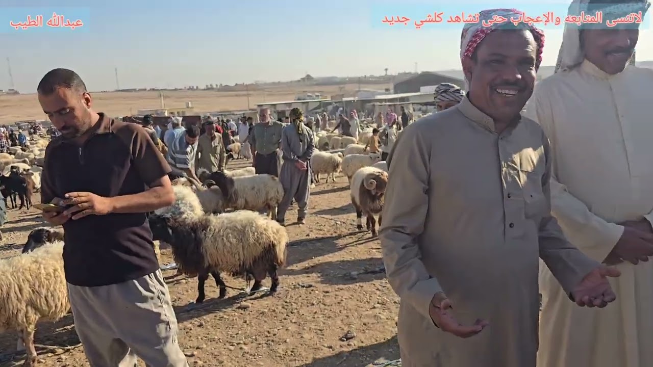 سوق مواشي الموصل علوة كوكجلي السعدون 2025/9/15 #مواشي #اغنام #غنم #نعاج #جوبه #الموصل #بغداد 