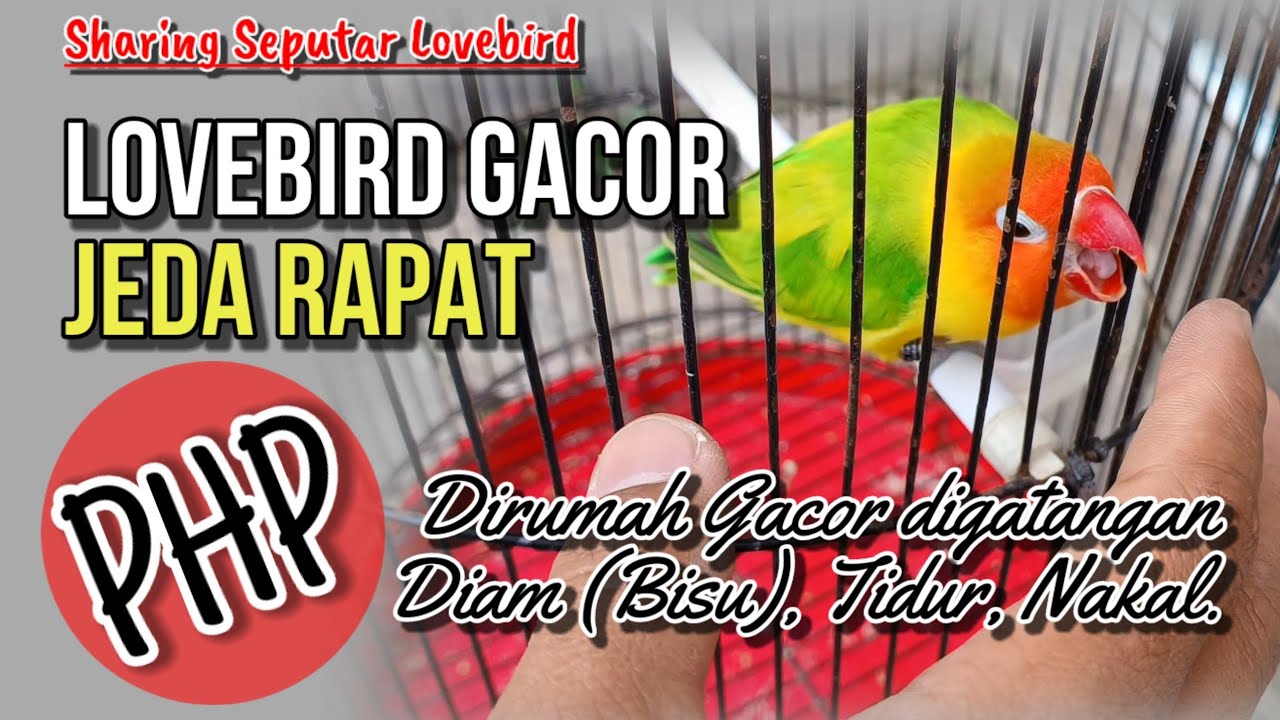 Lovebird Gacor Jeda Rapat || sharing Seputar Perawatan Lovebird