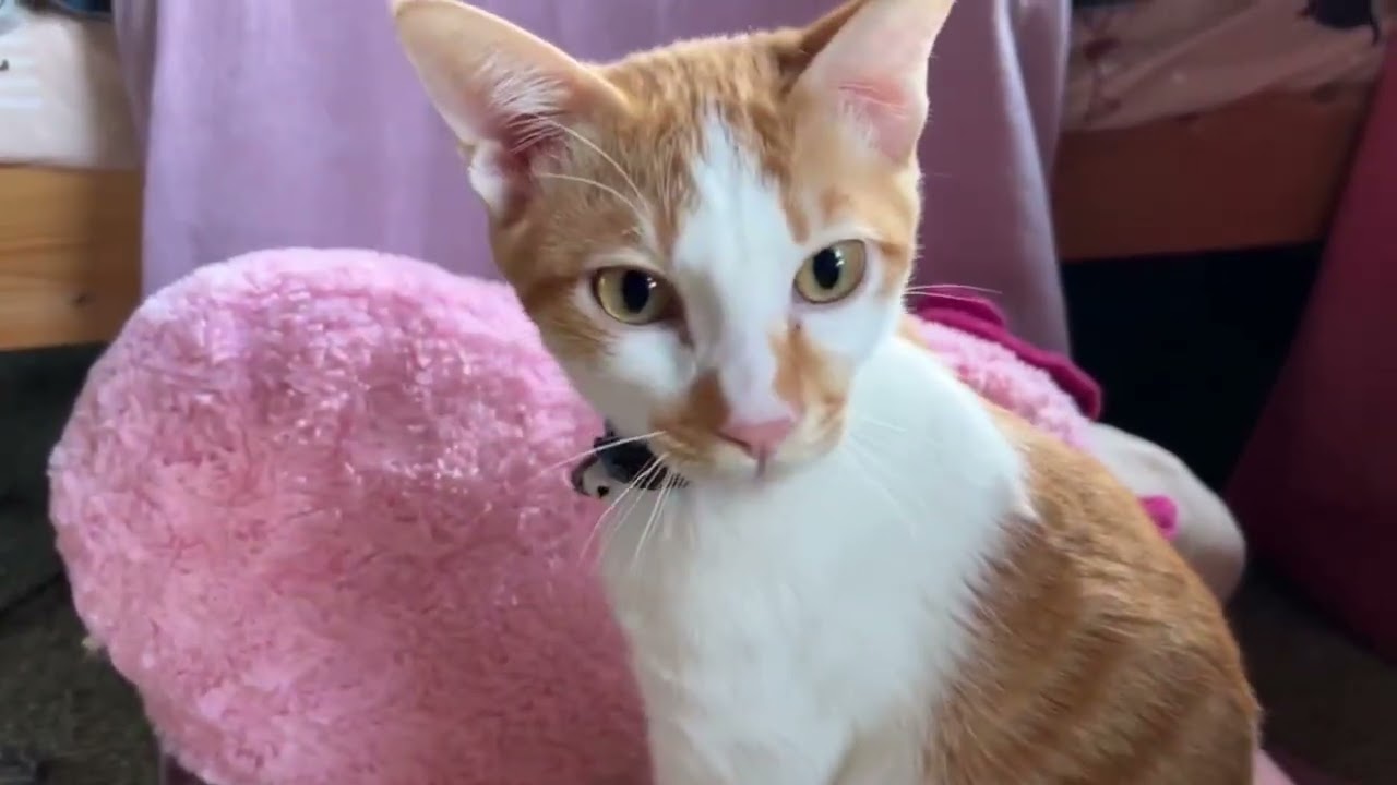 【保護猫】１０月２７日～３１日に投稿した信くんが登場している動画をまとめました🐱【子猫】