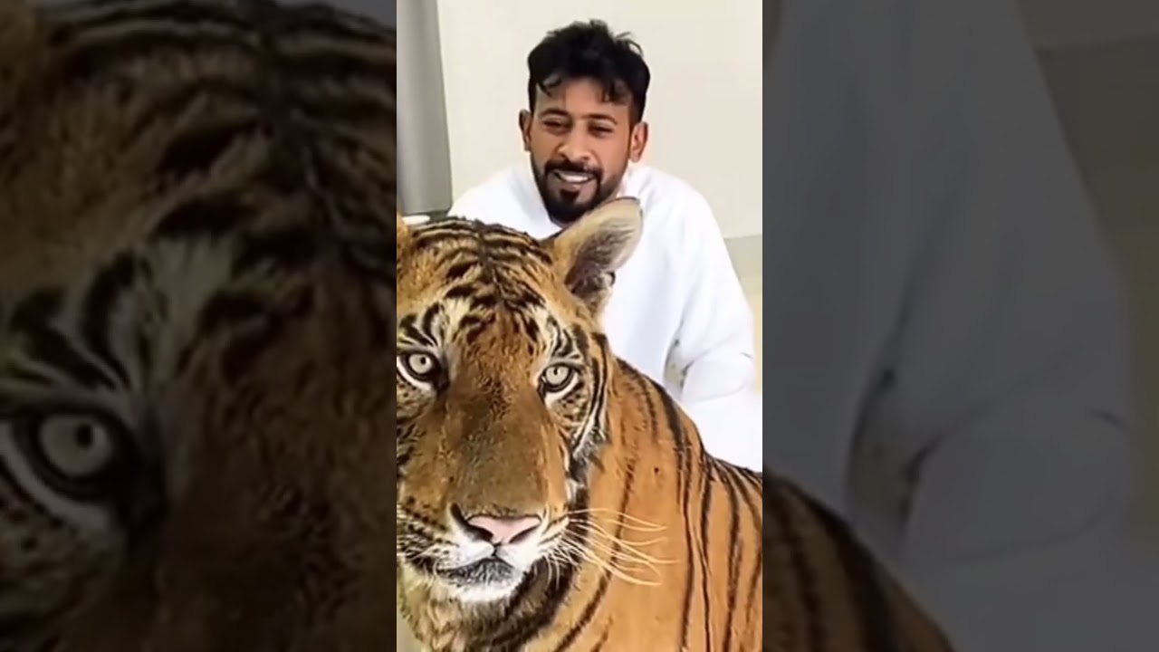 Dubai 🇦🇪 Sheikh 🇦🇪##king 👑##jeetpuria janab##🐅tiger##shorts