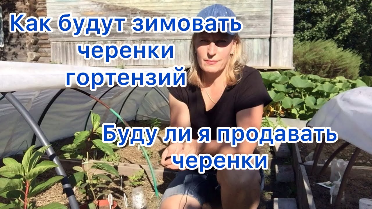 КАК БУДУТ ЗИМОВАТЬ ЧЕРЕНКИ ГОРТЕНЗИЙ. Чем буду укрывать и буду ли продавать черенки.