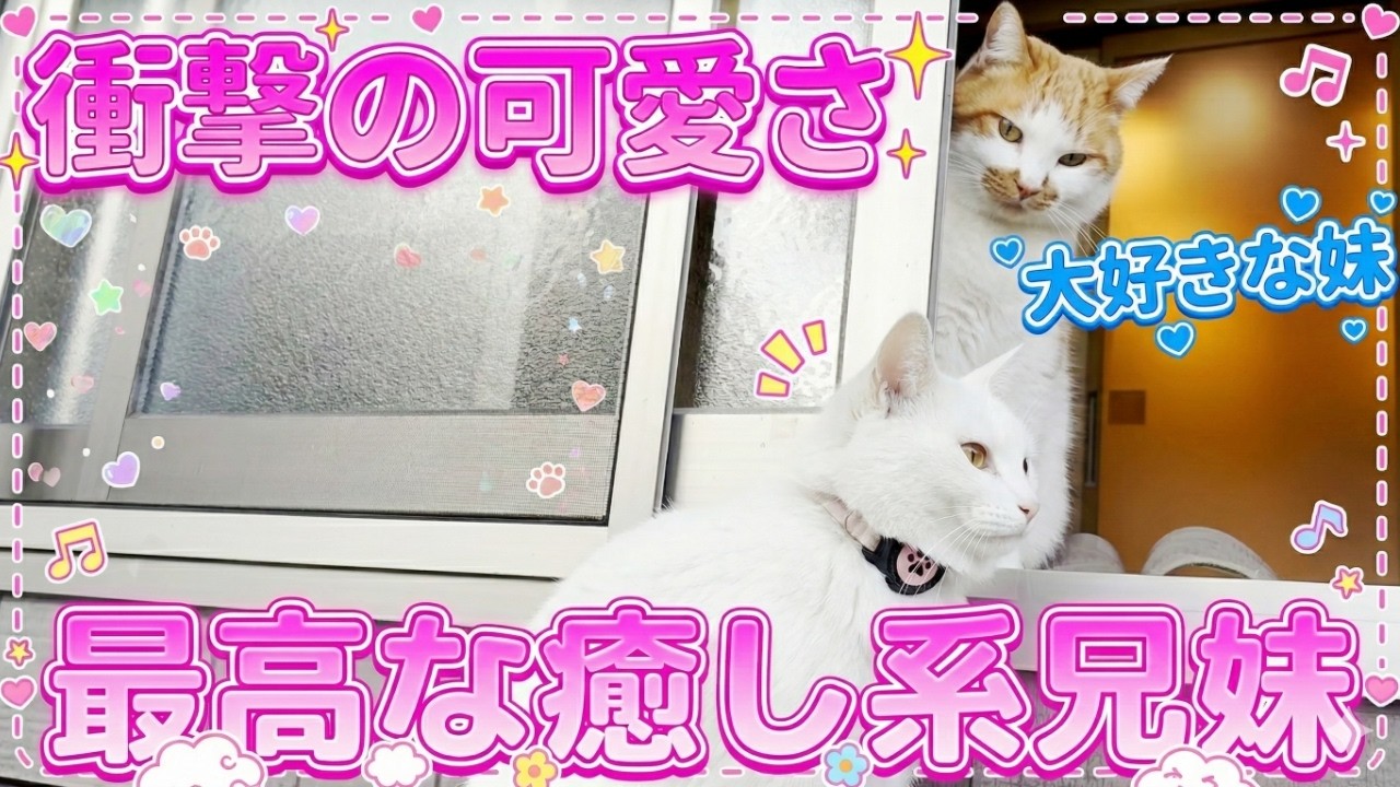 庭子猫の兄妹がひたすら可愛いだけの動画！【三毛母猫の子猫】