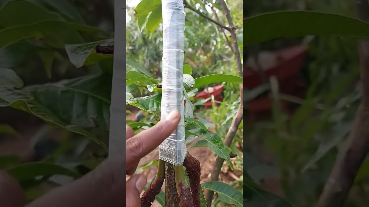 cangkok susu mangga