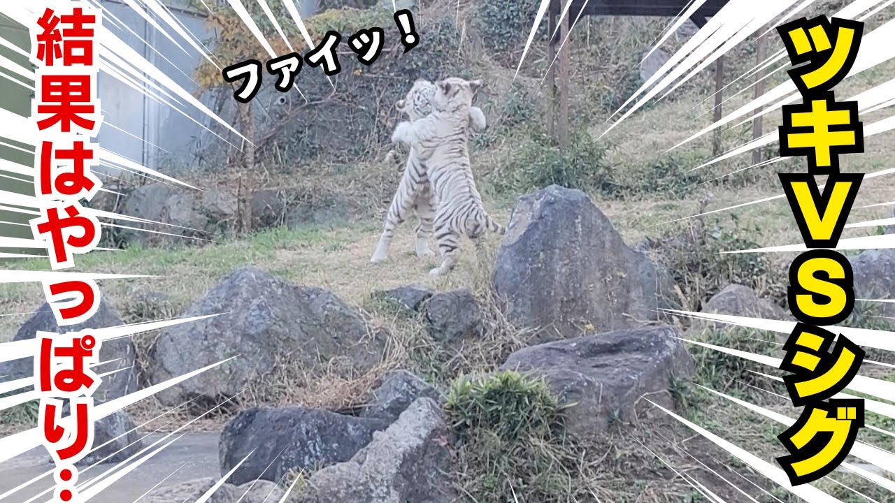 伊豆アニマルキングダム | 月ちゃん、あなたお外でもそんなに元気なのね | 時雨はやっぱり優しい子 | 一方そのころママは | ホワイトタイガー