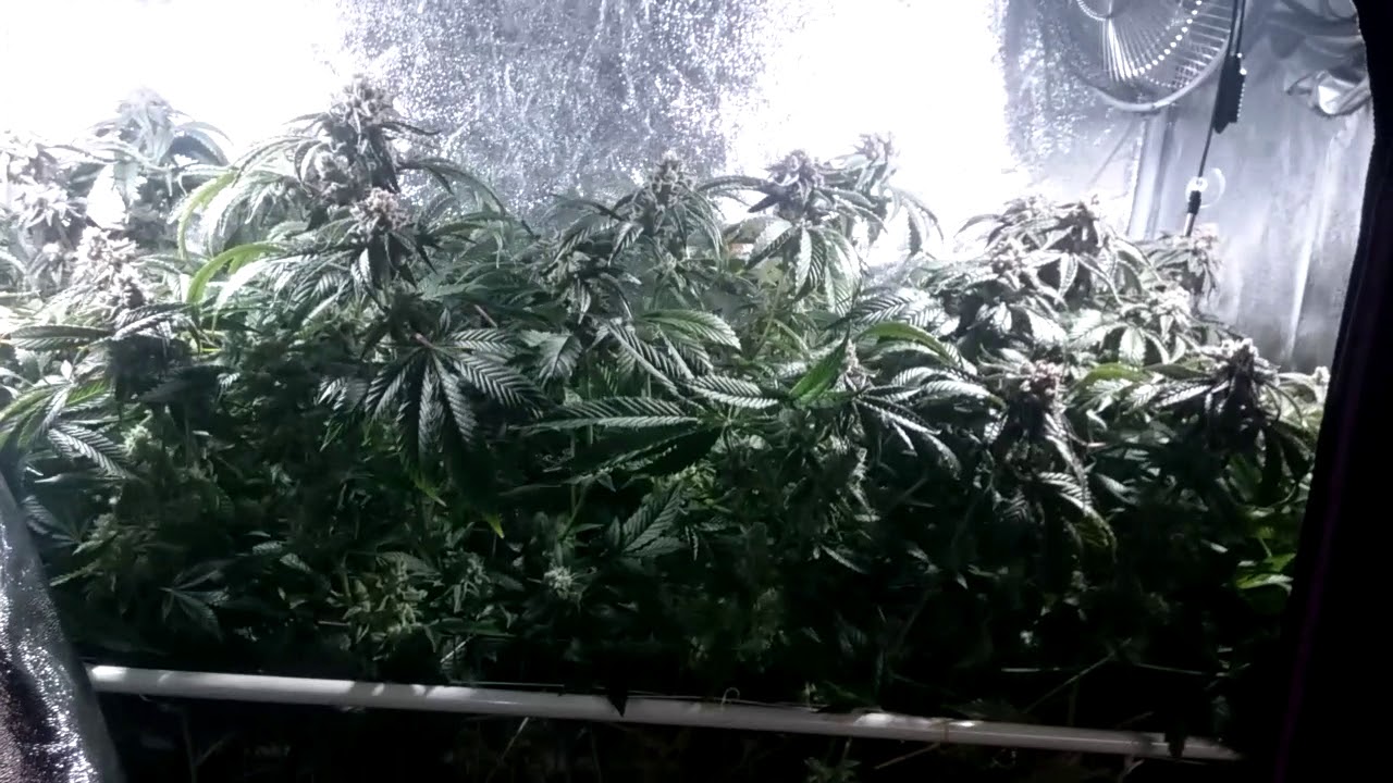 Gorilla Bubble - 12 weeks - just before chop