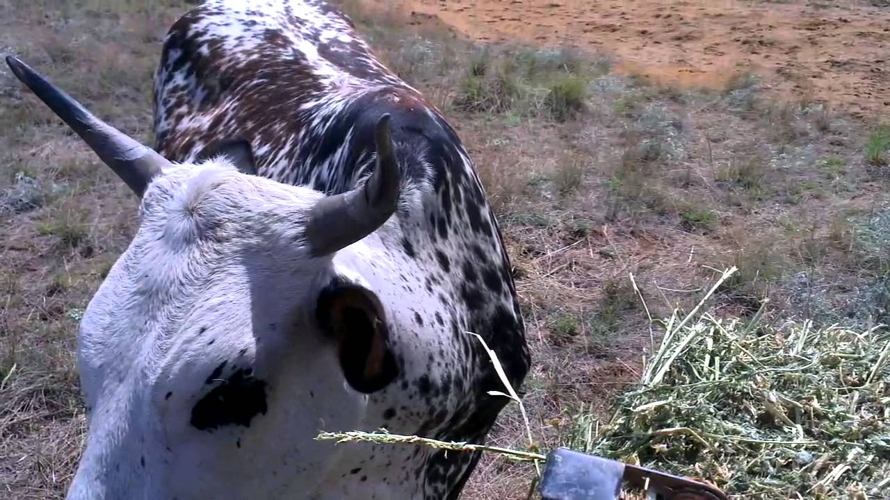 Toorwater Ngunis - Makatinis