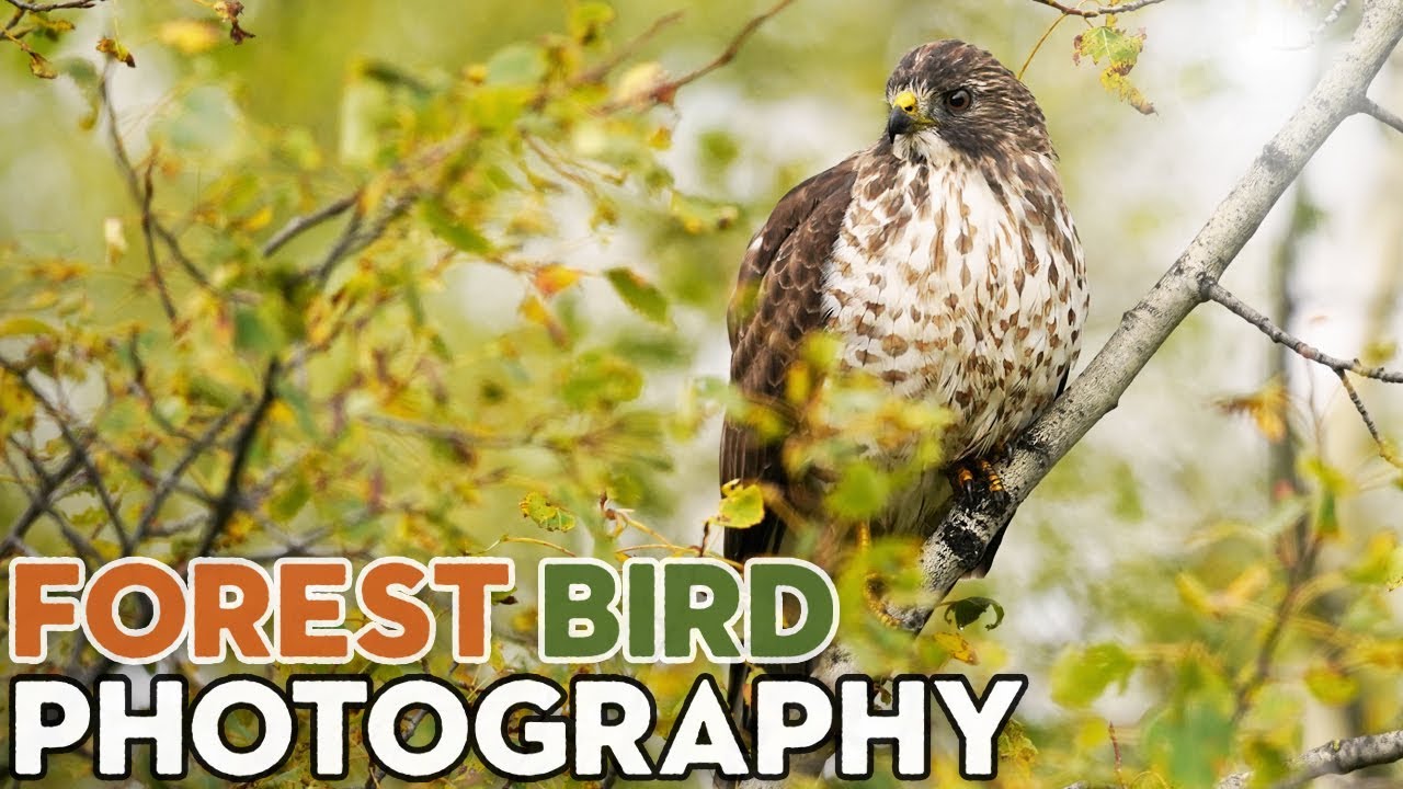 Tips for Photographing Forest Birds