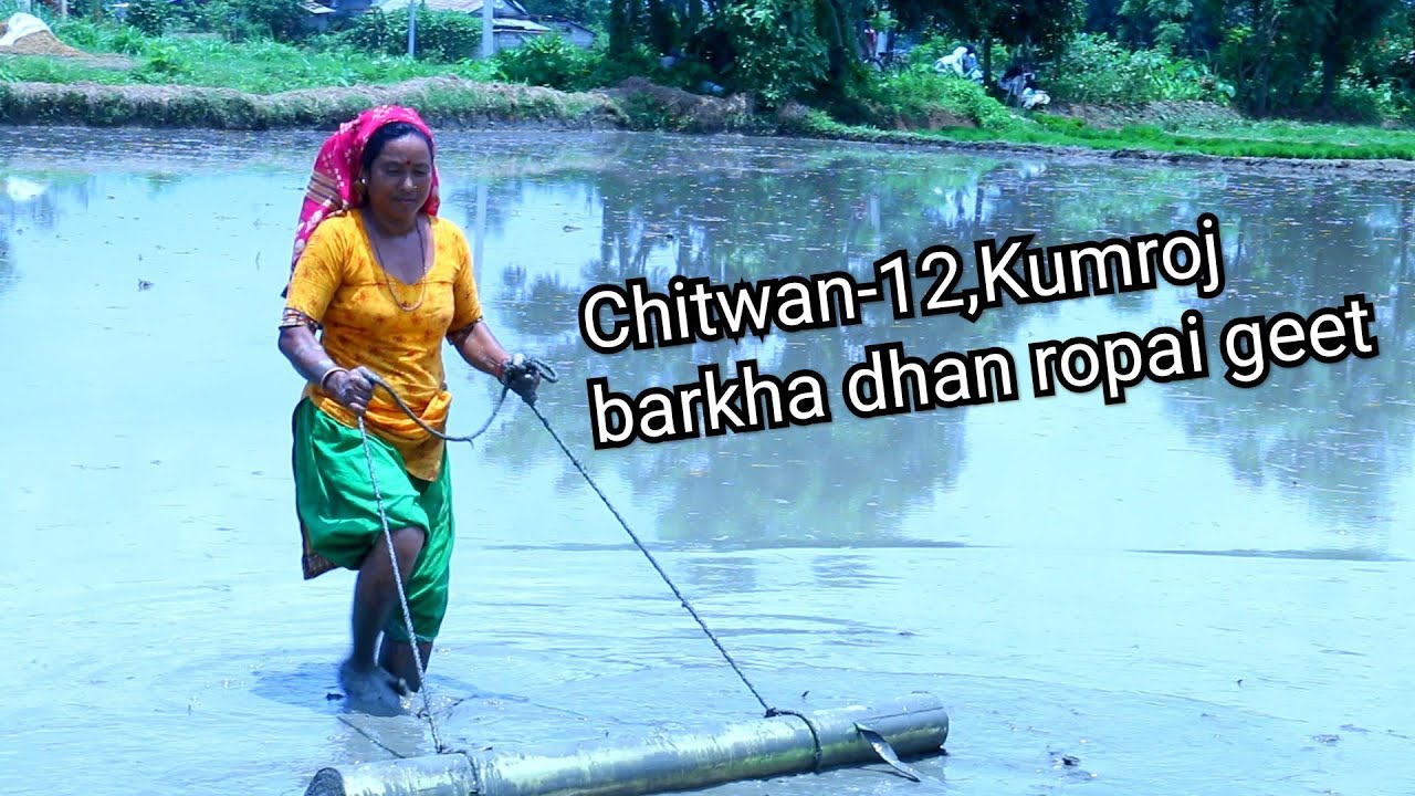 horiya(baba lagawe)Tharu culture//..Barkha dhan ropai geet